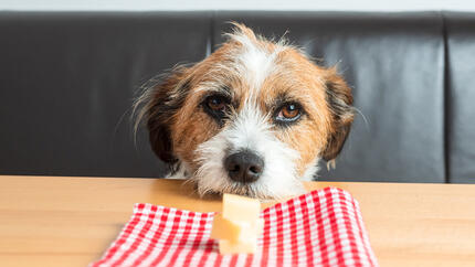 Can Dogs Eat Bread Read Before You Feed Purina